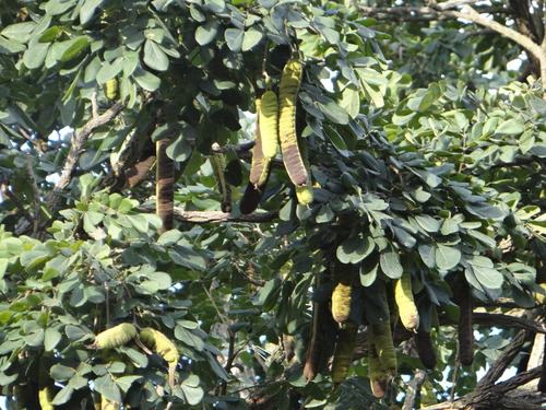 Samanea inopinata