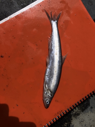 Eulachon