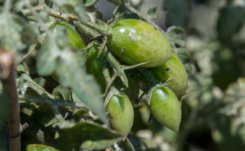 photo of Tomato (Solanum lycopersicum)