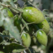 photo of Tomato (Solanum lycopersicum)