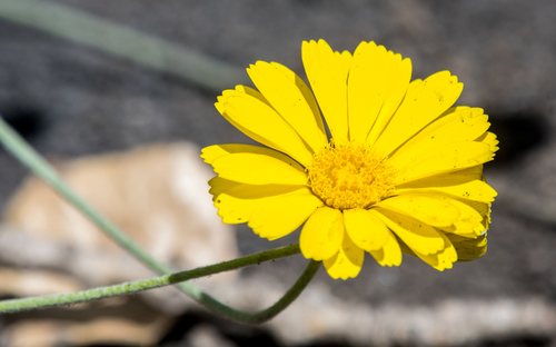 photo of Desert Marigold (Baileya multiradiata)