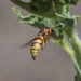 photo of Hidalgo Mason Wasp (Euodynerus hidalgo)