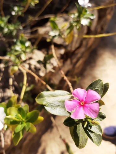 Madagascar Periwinkle