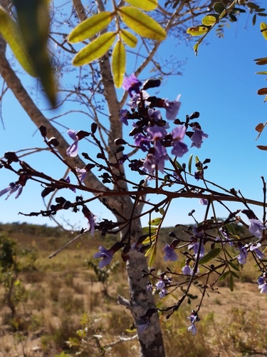 Bowdichia virgilioides