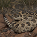 Crotalus oreganus lutosus - Photo 由 Jake Scott 所上傳的 (c) Jake Scott，保留所有權利