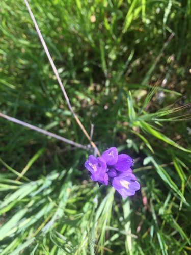 iNaturalist observation photo of blue dicks