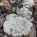 photo of Stonewall Rim Lichen (Protoparmeliopsis muralis)
