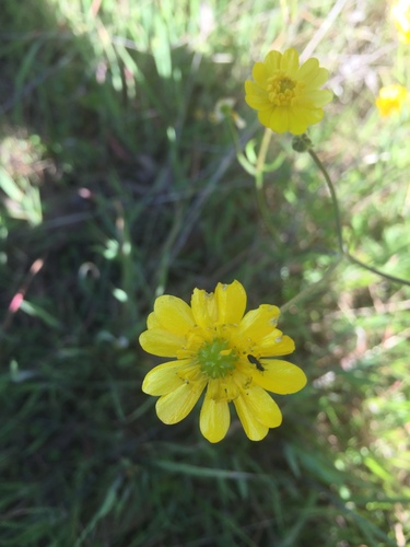 iNaturalist observation photo of California buttercup