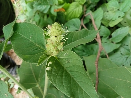Croton conspurcatus