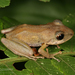 Variable Rain Frog - Photo (c) J.P. Lawrence, all rights reserved
