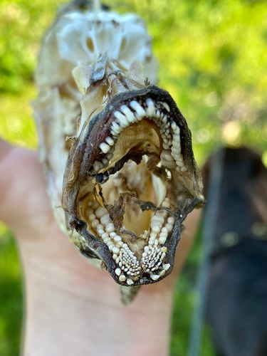 Tautog