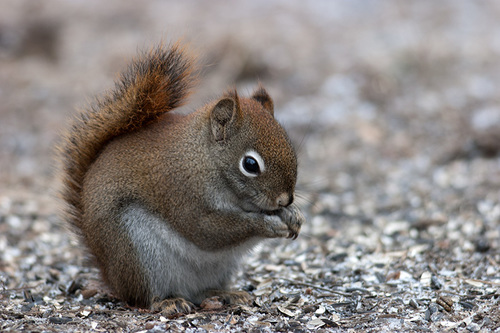 Tamiasciurus hudsonicus