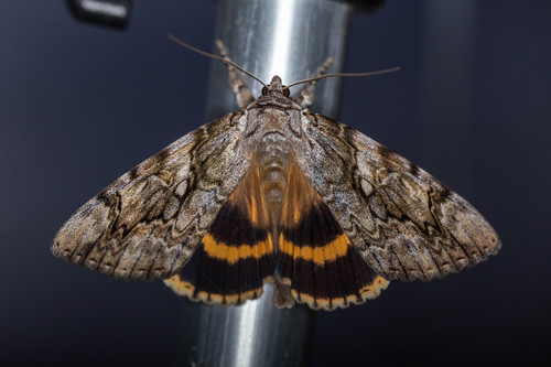 Catocala cerogama Guenée, 1852