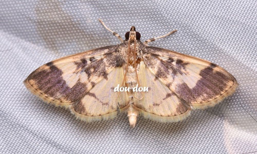 Pseudebulea fentoni