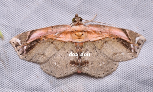 Eugnathia