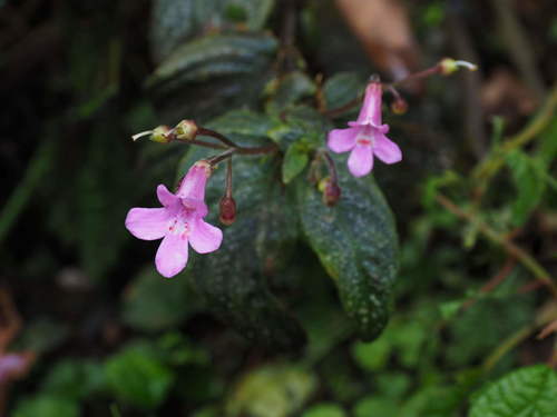 Whytockia tsiangiana