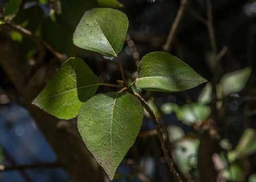 photo of Black Cottonwood (Populus trichocarpa)
