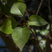 photo of Black Cottonwood (Populus trichocarpa)