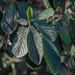 photo of Late Cotoneaster (Cotoneaster coriaceus)