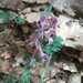 Corydalis paczoskii - Photo (c) Alex Lav, all rights reserved, uploaded by Alex Lav