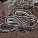 Thamnophis cyrtopsis cyrtopsis - Photo 由 Jake Scott 所上傳的 (c) Jake Scott，保留所有權利