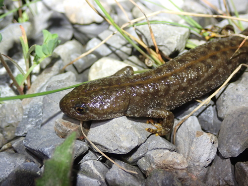 Great Crested Newt