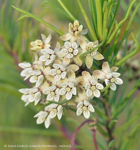 pineneedle milkweed