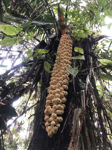 Phytelephas aequatorialis Spruce
