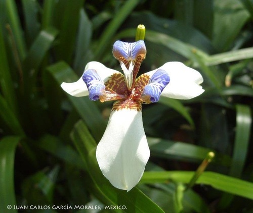 org · neomarica gracilis, observed by juancarlosgarciamorales1