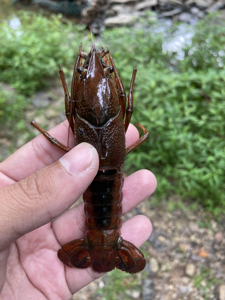 White River Crayfish from Upper Stump Rd, Chalfont, PA, US on July 29 ...