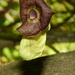 Aristolochia macrophylla - Photo (c) Robert Ash, todos los derechos reservados, uploaded by Robert Ash