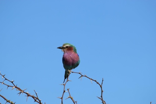 Lilac-breasted Roller