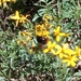 photo of Bumble Bees (Bombus)