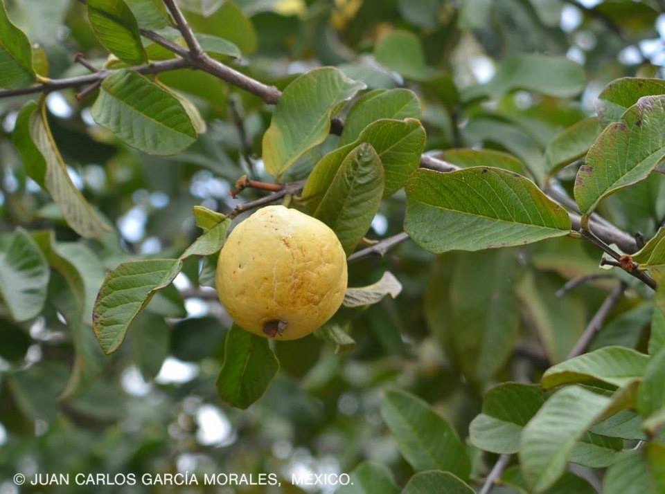 Guava Tree | ubicaciondepersonas.cdmx.gob.mx