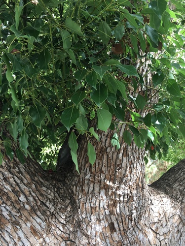 photo of Camphor Tree (Cinnamomum camphora)