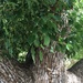 photo of Camphor Tree (Cinnamomum camphora)