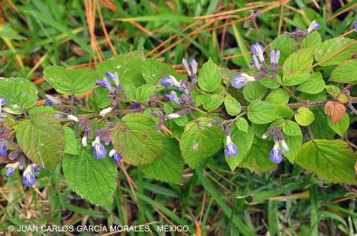 Salvia plurispicata