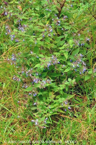 Salvia plurispicata