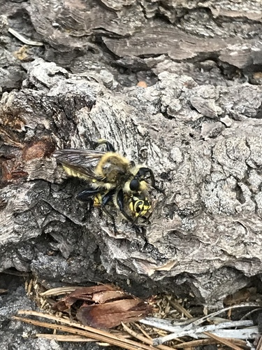 iNaturalist observation photo of Bee-mimic Robber Flies
