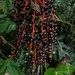 Chamaedorea costaricana - Photo 由 Esteban Cob 所上傳的 (c) Esteban Cob，保留所有權利