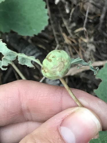 iNaturalist observation photo of Gall Midges