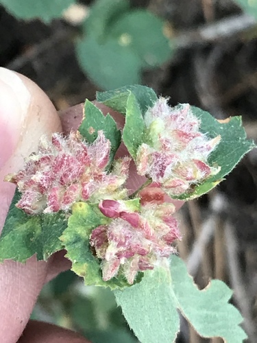 iNaturalist observation photo of Blaesodiplosis