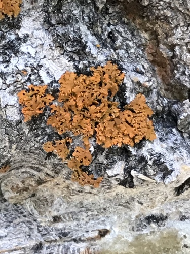 iNaturalist observation photo of Common Lichens