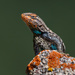 Prairie Lizard - Photo (c) Brian Genge, all rights reserved, uploaded by Brian Genge