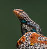 Sceloporus undulatus - Photo (c) Brian Genge, all rights reserved, uploaded by Brian Genge
