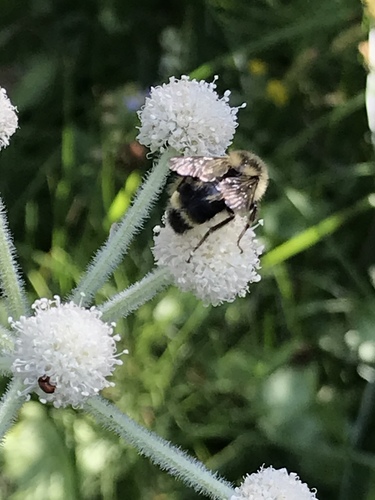 iNaturalist observation photo of Vancouver Bumble Bee