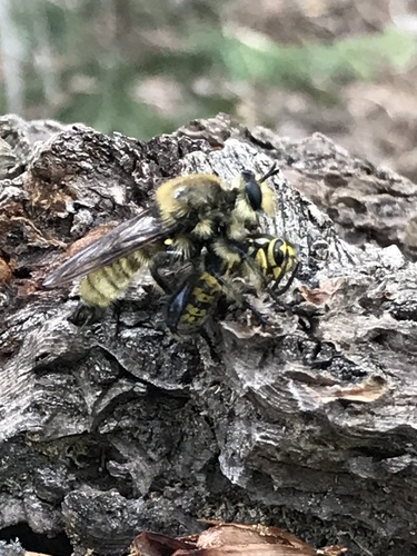 iNaturalist observation photo of Western Yellowjacket