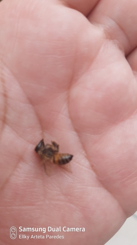 photo of Western Honey Bee (Apis mellifera)