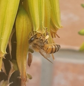 photo of Western Honey Bee (Apis mellifera)