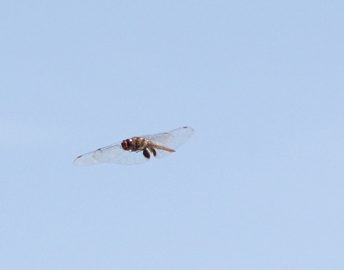photo of Spot-winged Glider (Pantala hymenaea)
